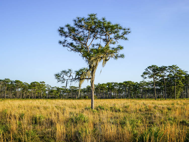 advo-pic-small-DSC9836 Florida Conservation Tree in Field