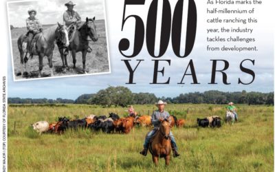 As Florida marks the half-millennium of cattle ranching this year, the industry tackles challenges from development.