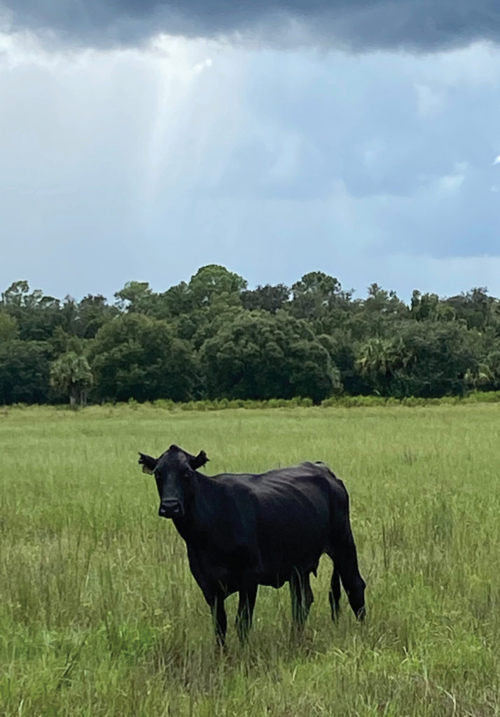 As Florida marks the half-millennium of cattle ranching this year, the ...