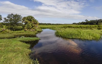 Simple, Efficient, and Effective: How Florida Ranchlands Safeguard Our Watersheds