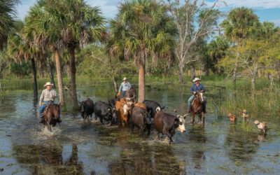 FloridaTrend: The Horse Creek Ranch Conservation Easement Deal
