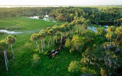 Florida Ranchlands: Protecting Our Watersheds