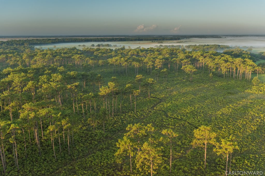 Florida Rangeland Florida’s Ranchlands and Timberlands: Our Working Landscapes – Florida ...