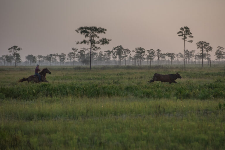 What Amendment 3 Could Mean for Land Conservation in Florida