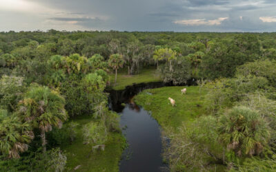 The Proposed Southwest Florida Fish and Wildlife Conservation Area: What It Is, Why It Matters, and How You Can Learn More