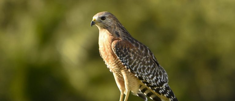 Ranchlands: Nature’s Paths Across Florida