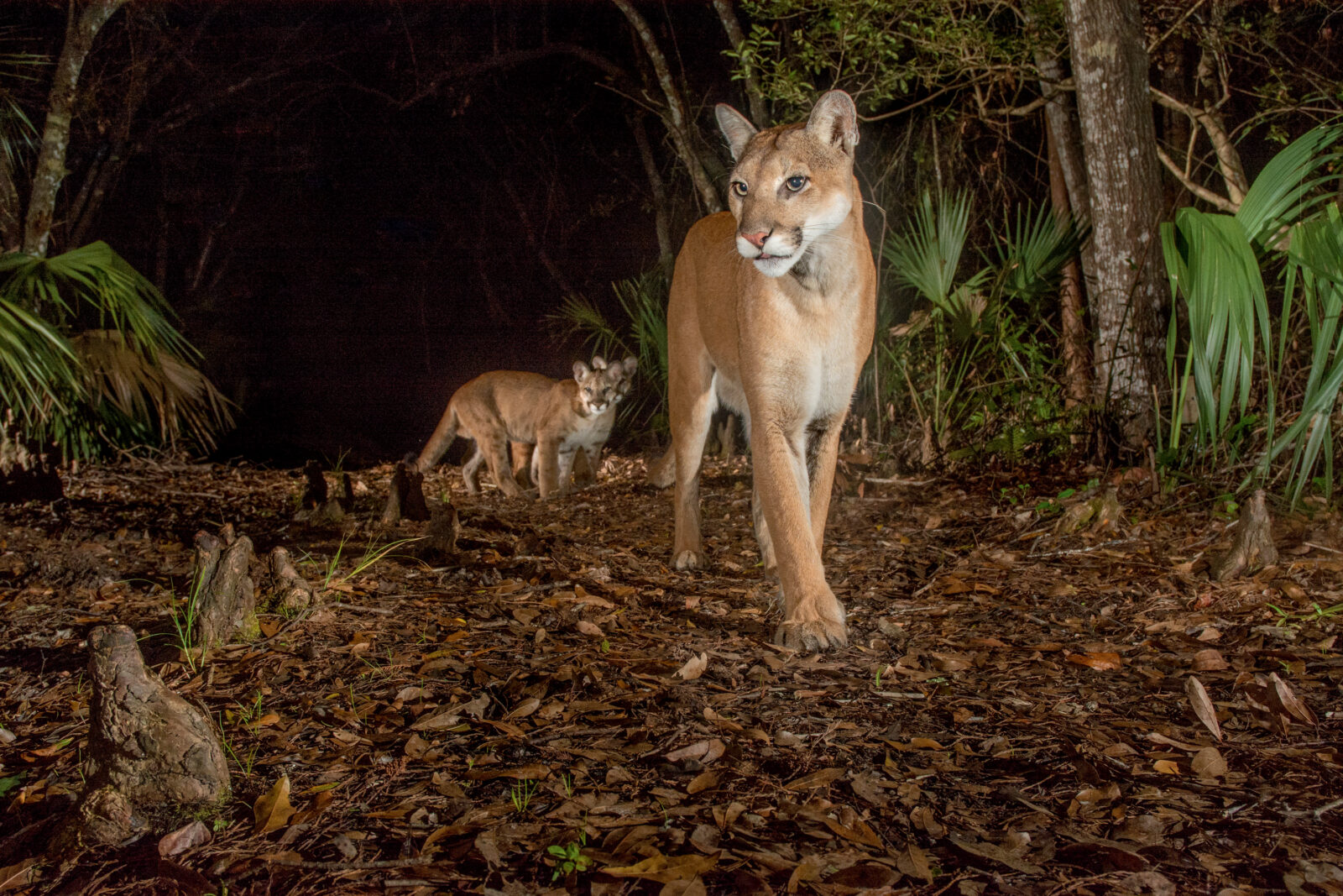 Florida Conservation Group Secures $21 Million in NRCS Funding for ...