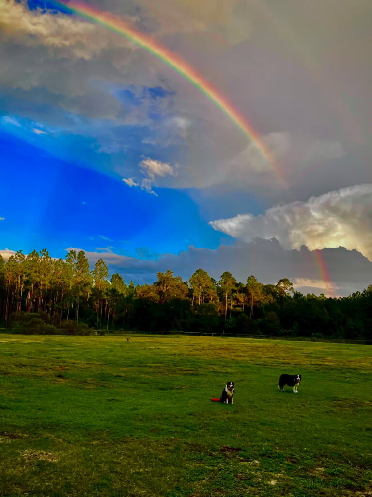 Preserving Osceola Pines for Osceola Turkey