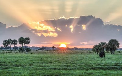 Rural and Family Lands Protection Program (RFLPP) and Florida Forever Conservation Easements: Key Messages