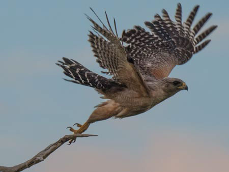Florida’s Land Conservation Programs
