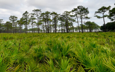 Florida’s Ranchlands and Timberlands: Conserving our Working Landscapes